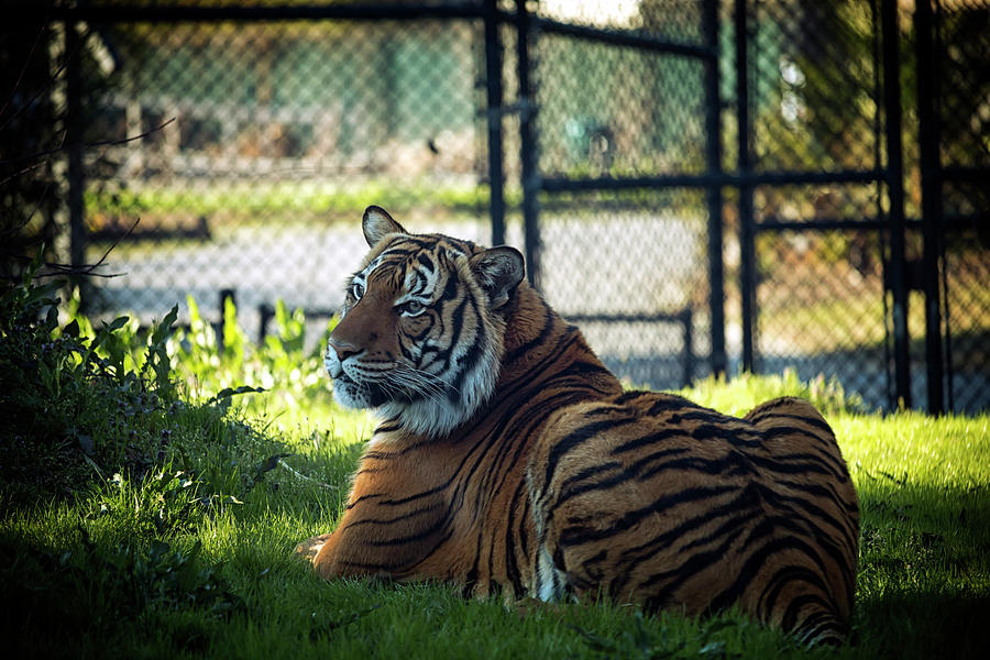 Regal Tiger Photograph by Travis Rogers