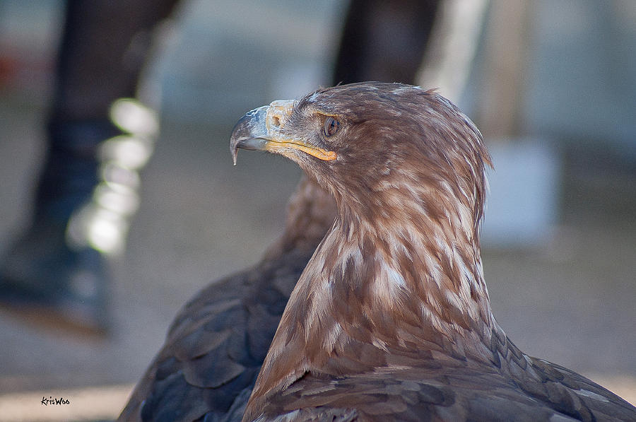 Regard d'Aigle des Steppes Photograph by Kris Woo | Fine Art America