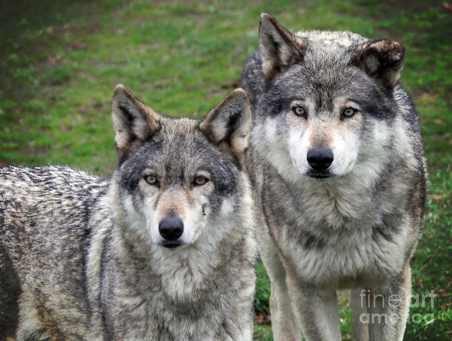 Regard de Loups Photograph by Benoit Bochkoltz