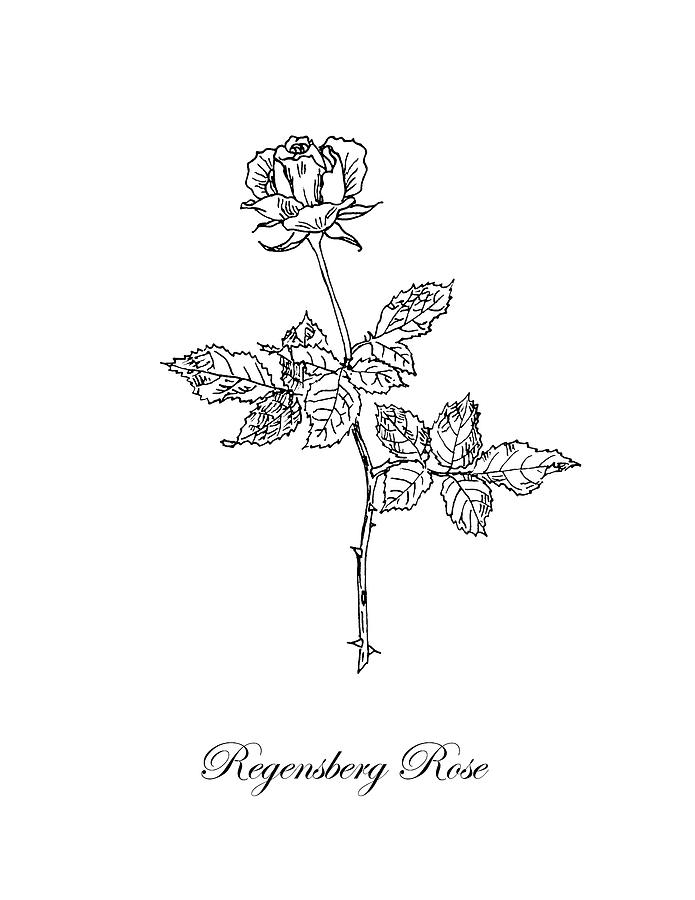 Regensberg Rose. Botanical Drawing