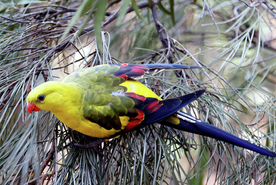 Regent Parrot Photograph by Nicholas Blackwell