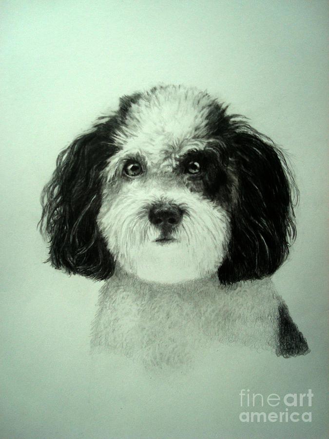 Dog Drawing - Reggie by Marcella Jackson