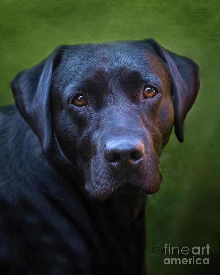 Reggie the Black Labrador Photograph by Terri Waters
