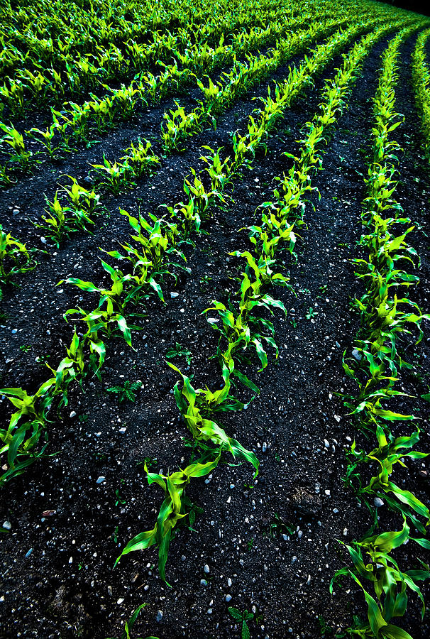 Regimented Corn Photograph by Meirion Matthias