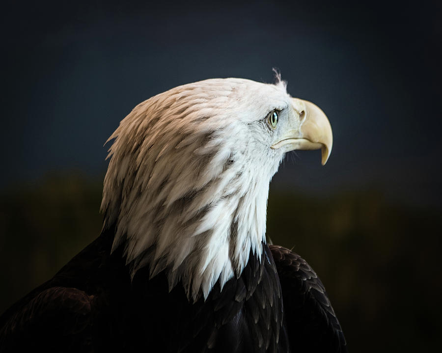 Regal Eagle  Photograph by Lauri Novak