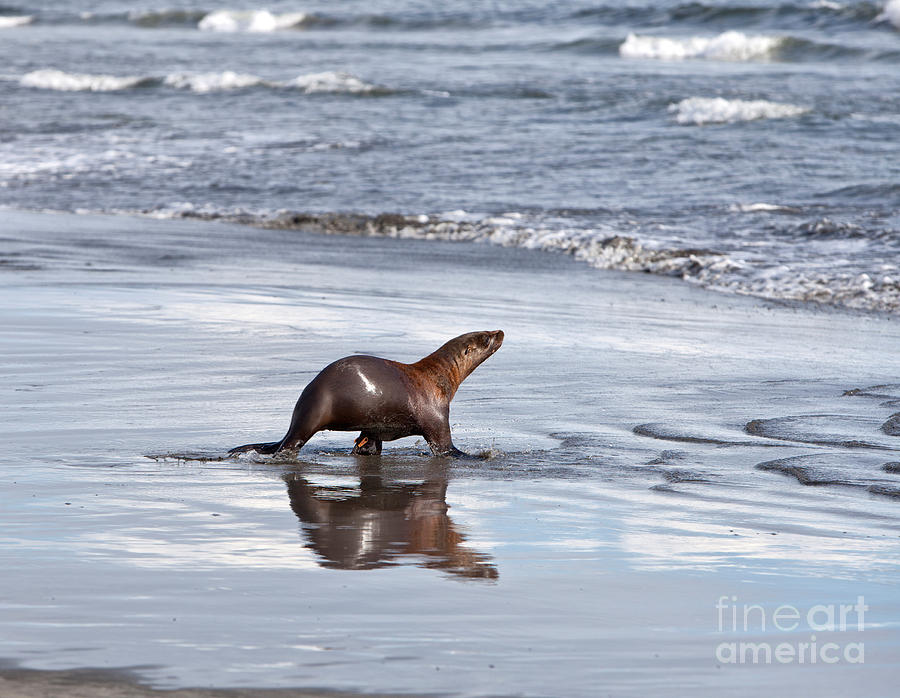Young Photograph - Rehabilitated Sea Lion Being Released by Inga Spence Young Photograph - Rehabilitated Sea Lion Being Released by Inga Spence