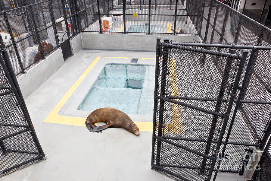 Rehabilitated Sea Lion Photograph by Inga Spence