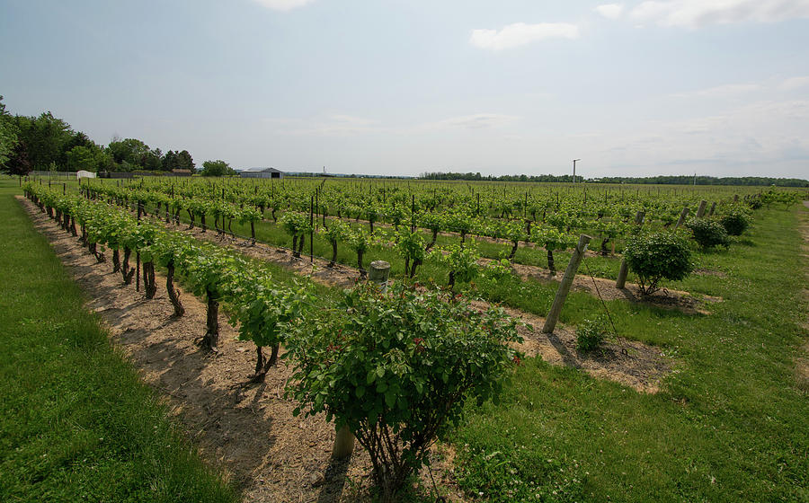 Grape Photograph - Reif Estate Vineyard by John Black