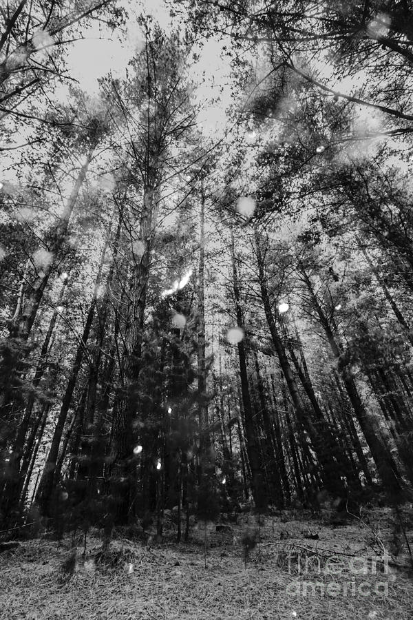 Reigning pines Photograph by Jorgo Photography