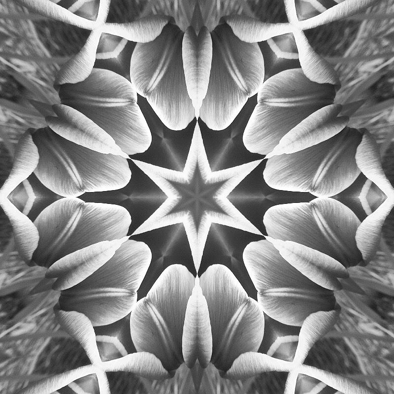 Reimagined Tulips by Treble Stigen Reimagined Tulips by Treble Stigen