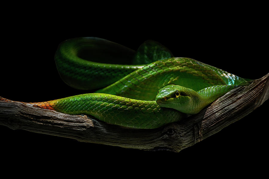 Rein Snake Photograph by Joachim G Pinkawa