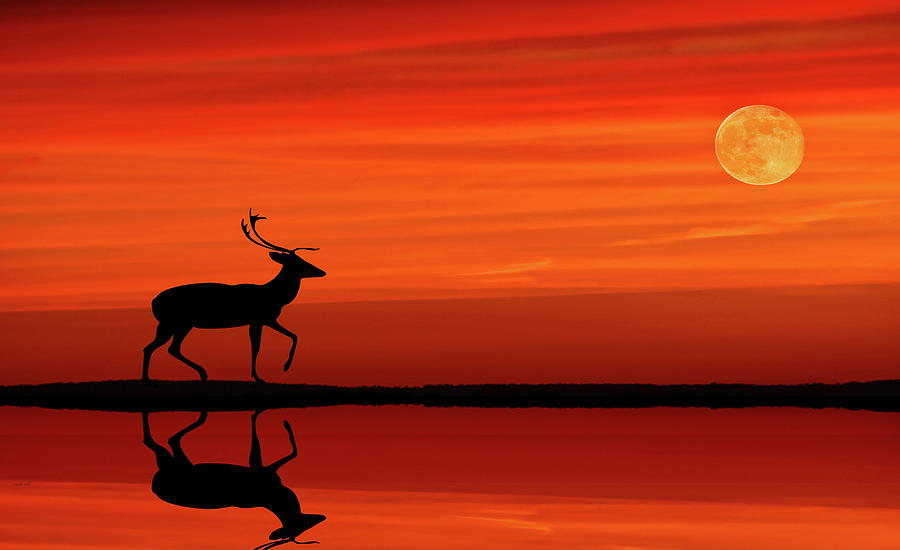 Reindeer by Moonlight Photograph by Andrea Kollo