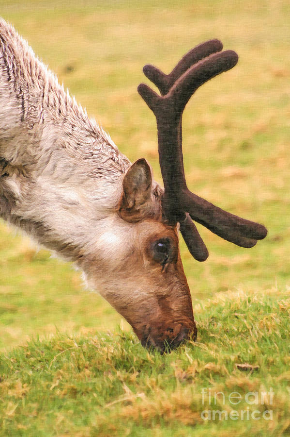 Deer Digital Art - Reindeer grazing by Liz Leyden
