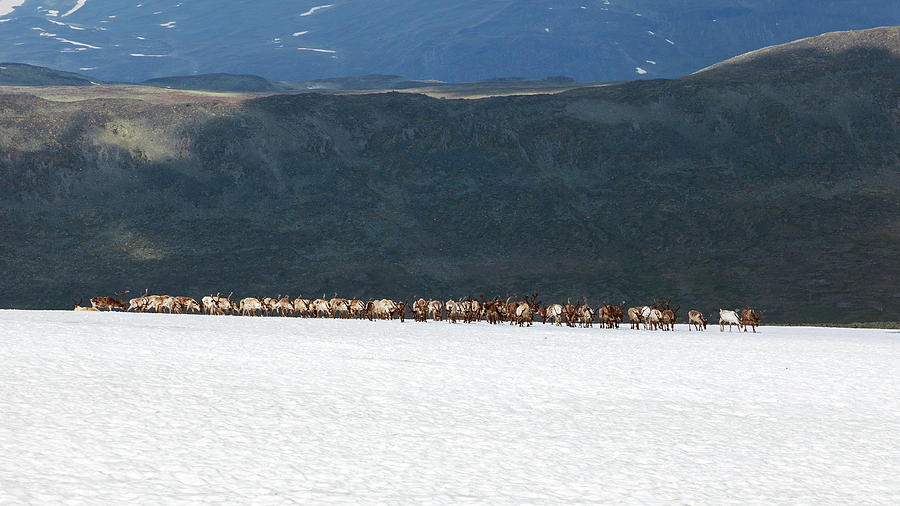 Animal Photograph - Reindeer by Karma Boyer