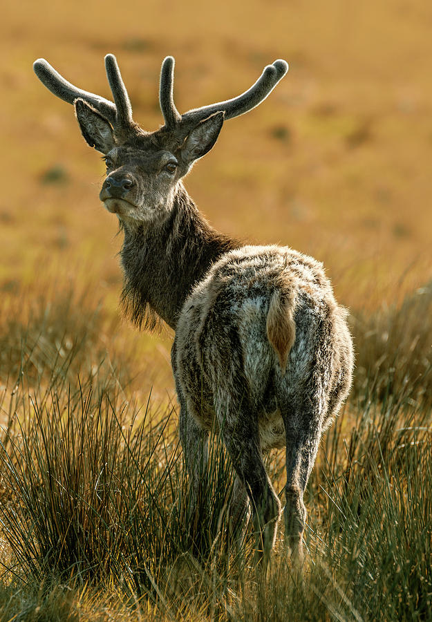 Reindeer of Scotland Photograph by Jaroslaw Blaminsky