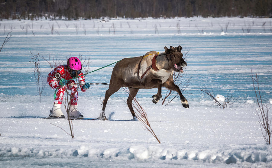 Reindeer Racing on Lake Inari FInland Photograph by Adam Rainoff