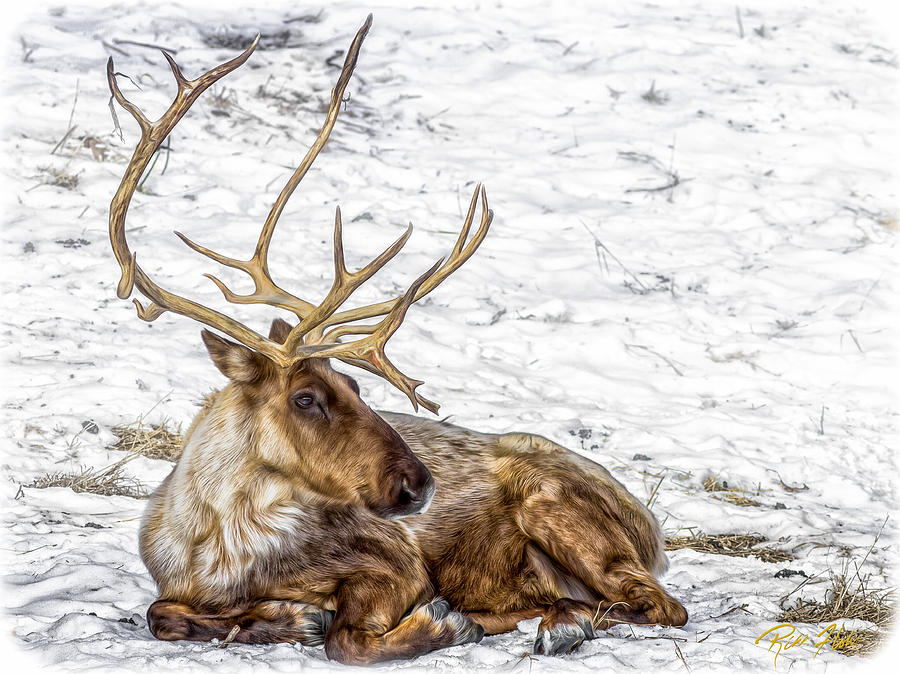 Reindeer Repose Photograph by Rikk Flohr