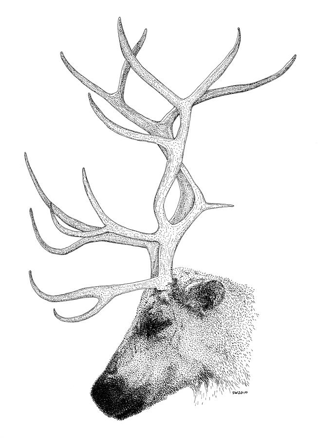 Reindeer Drawing by Scott Woyak