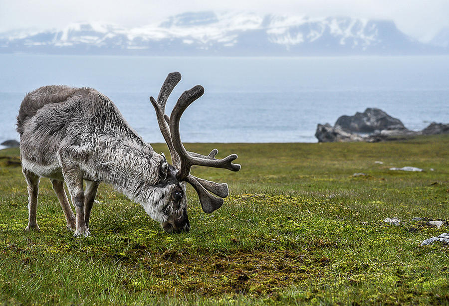 reindeer Sven Photograph by Kate Montague