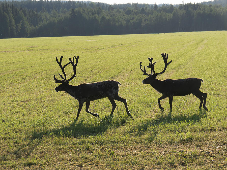 Reindeers On Swedish Fjeld Photograph