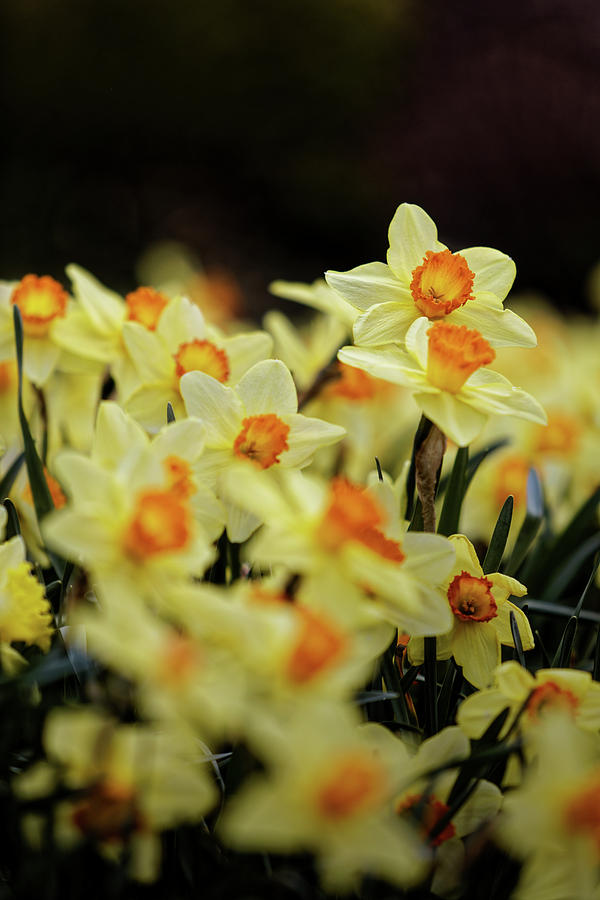 Rejoicing for Spring Photograph by Steve Gravano