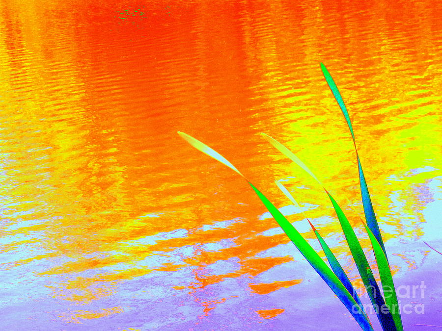 Rejoiceful Reeds Photograph by Sybil Staples