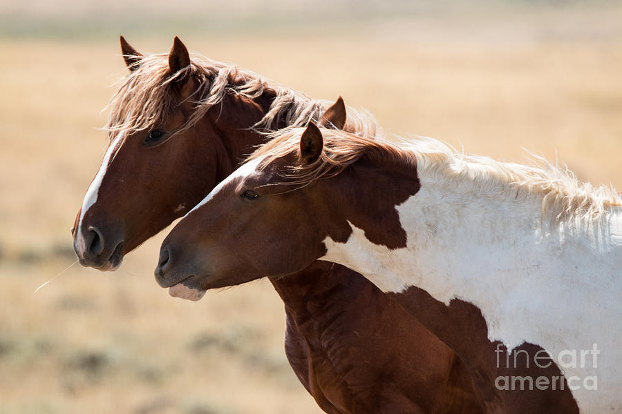 Relationship and Personality 4 Photograph by Sally E Wright | Fine Art ...