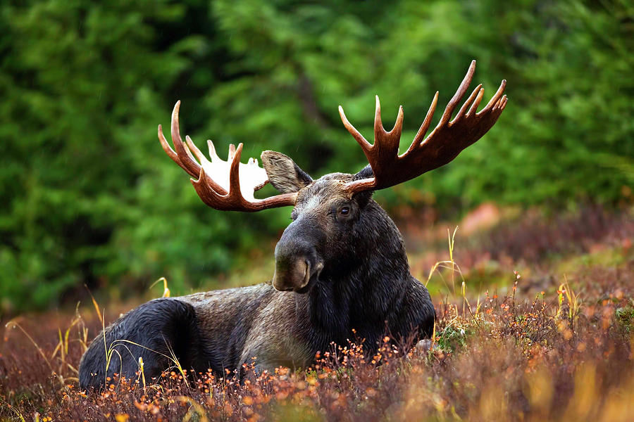 Moose Photograph - Relax Moose by Cross Version