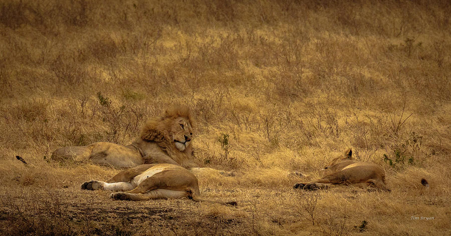 Wildlife Photograph - Relaxation by Tim Bryan