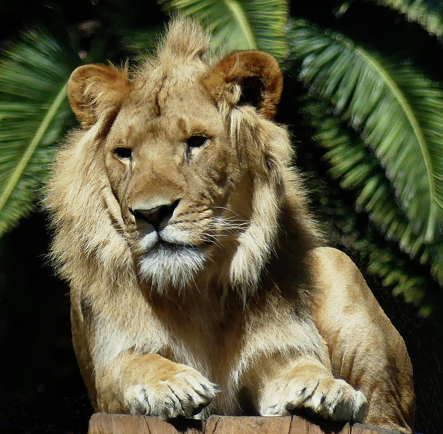 Relaxed African Lion Photograph by Margaret Saheed
