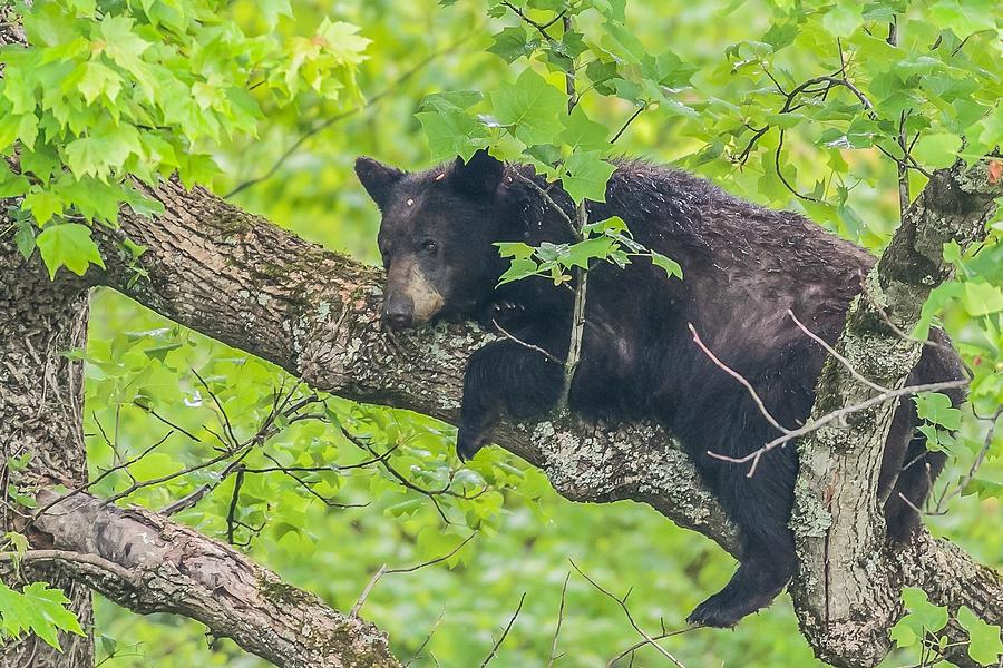 Relaxed Wet Bear Photograph by Stoney Lunsford - Fine Art America