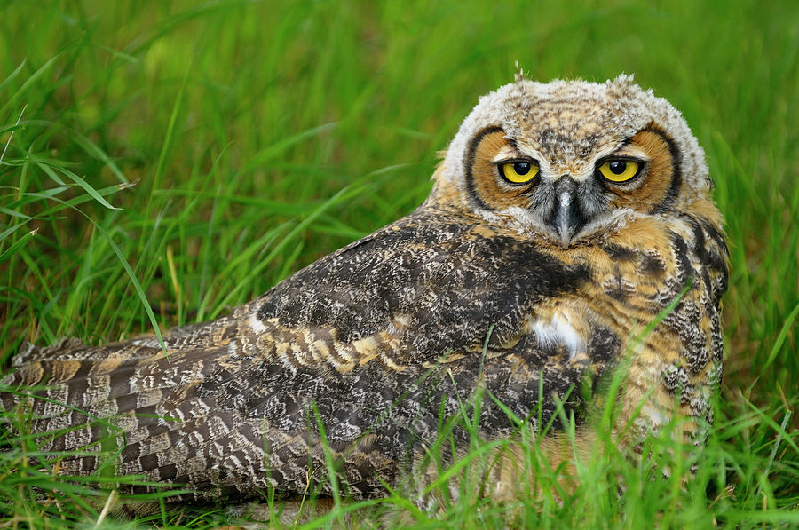 Relaxed eyes of a sleepy Great Horned Owl lying in the grass in  Photograph by Reimar Gaertner