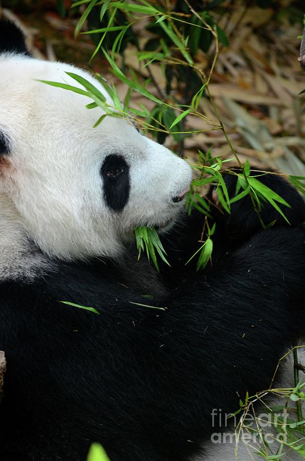 Relaxed Panda bear eats with green leaves in mouth Photograph by Imran Ahmed