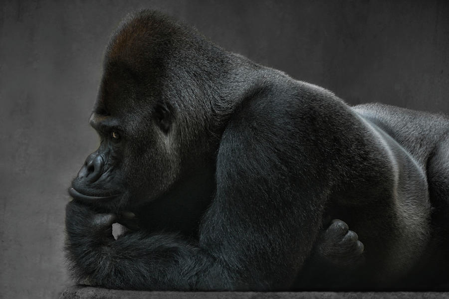 Relaxed Silverback Photograph