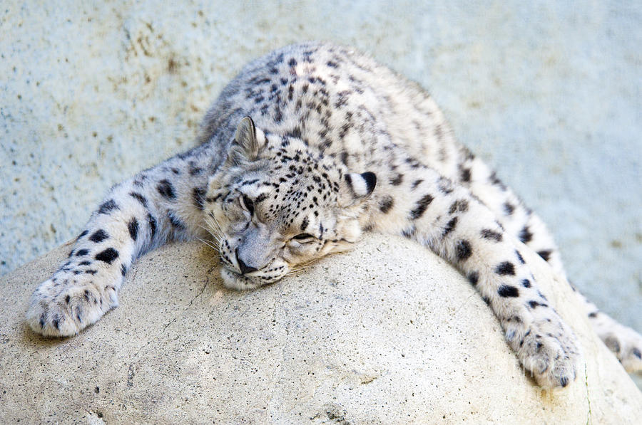 Relaxed Snow Leopard Photograph by Paulette Sinclair