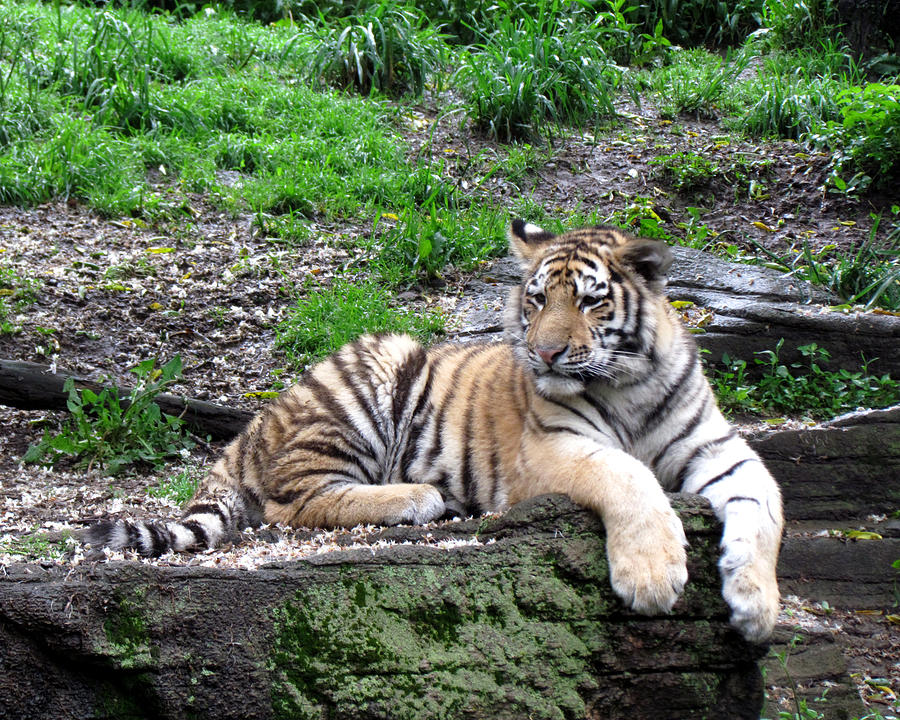 Relaxed Tiger Cub Photograph by George Jones