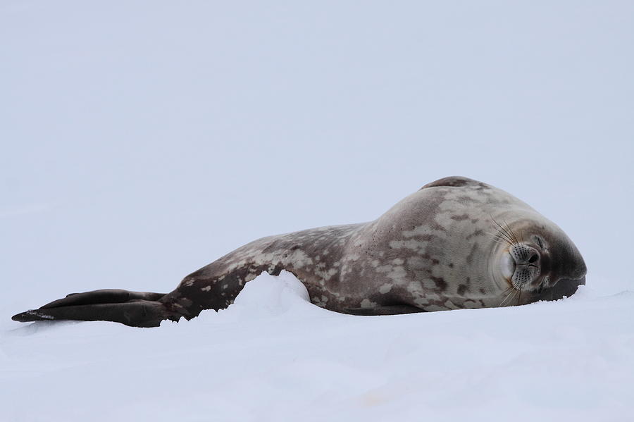 Relaxed Weddell Seal Photograph by Bruce J Robinson