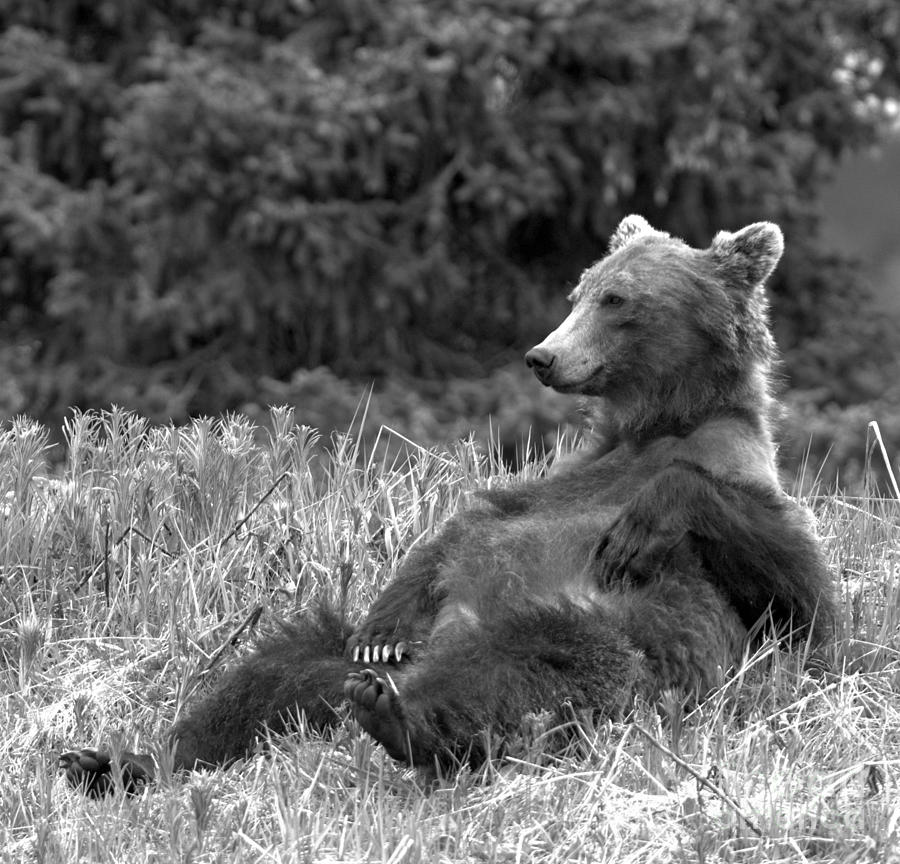 Relaxing Banff Grizzly Black And White Photograph by Adam Jewell