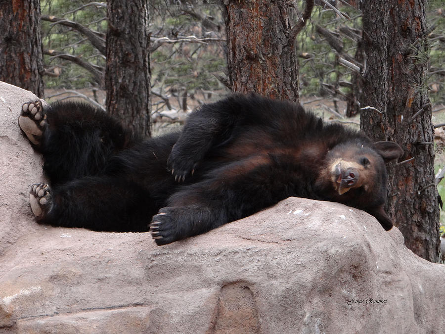 Relaxing Black Bear Photograph by Jamie Ramirez - Pixels