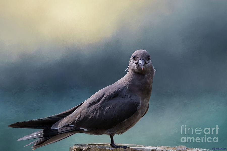 Bird Photograph - Relaxing by Eva Lechner