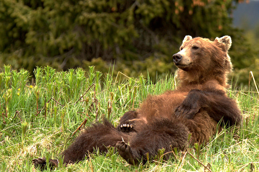Relaxing Grizzly Bear By Bow Lake Photograph by Adam Jewell