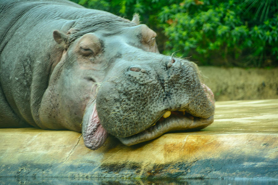 Relaxing Hippo Photograph by Ingrid Dendievel