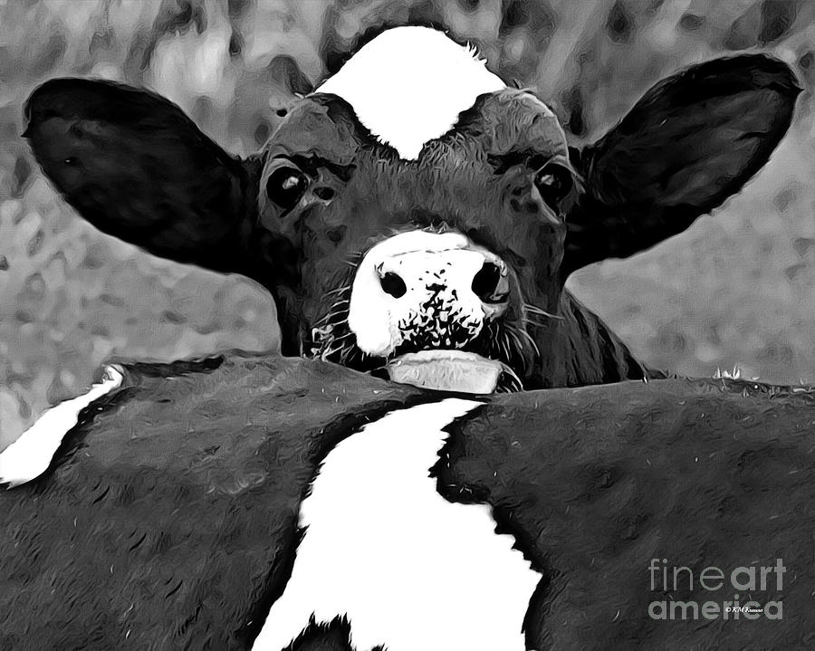 Relaxing Holstein Calf Photograph by Kathy M Krause
