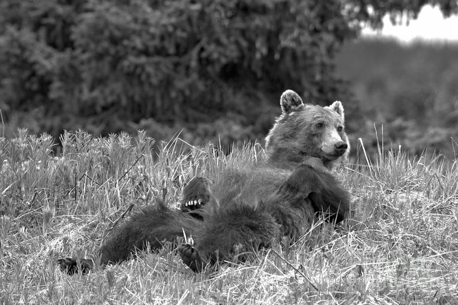 Relaxing In The Grass By Bow Lake Black And White Photograph by Adam Jewell