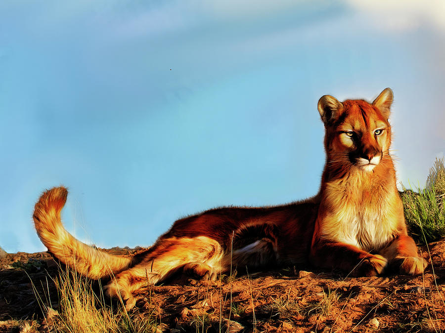 Lion Photograph - Relaxing in the sun by Roy Nierdieck Lion Photograph - Relaxing in the sun by Roy Nierdieck