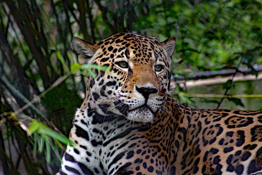 Relaxing Jaguar Photograph by DB Hayes