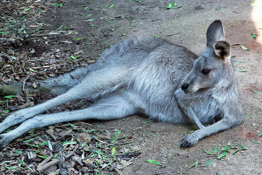Nature Photograph - Relaxing Kangaroo by Miroslava Jurcik