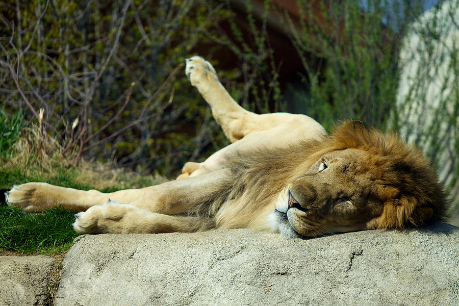 Wildlife Photograph - Relaxing Lion by Fedil