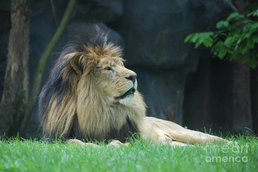 Relaxing Lion with a Thick Black Fur Mane Photograph by DejaVu Designs ...