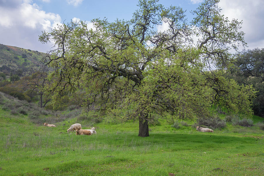 Relaxing at the Hidden Ranch Photograph by Lynn Bauer